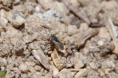 Lygaeoidea