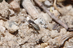 Lygaeoidea