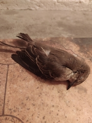 Muscicapa striata
