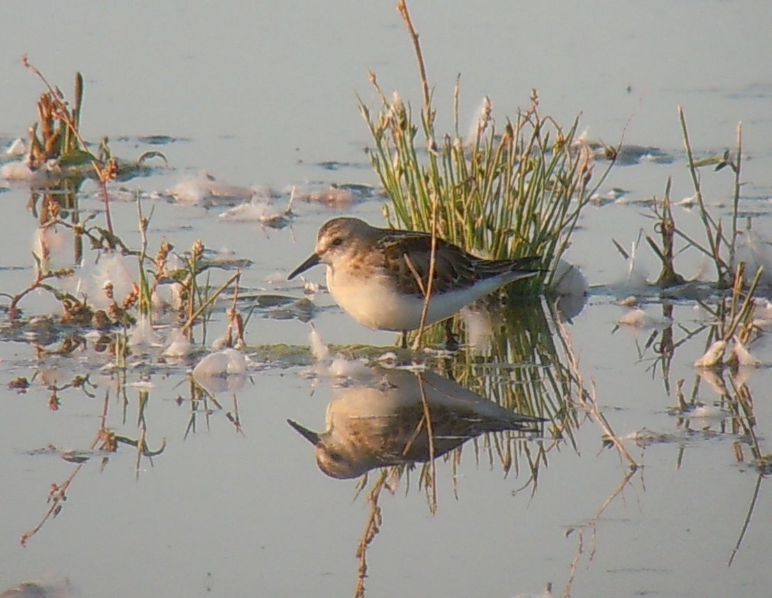 Little Stint