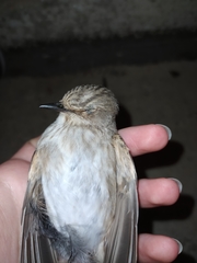 Muscicapa striata