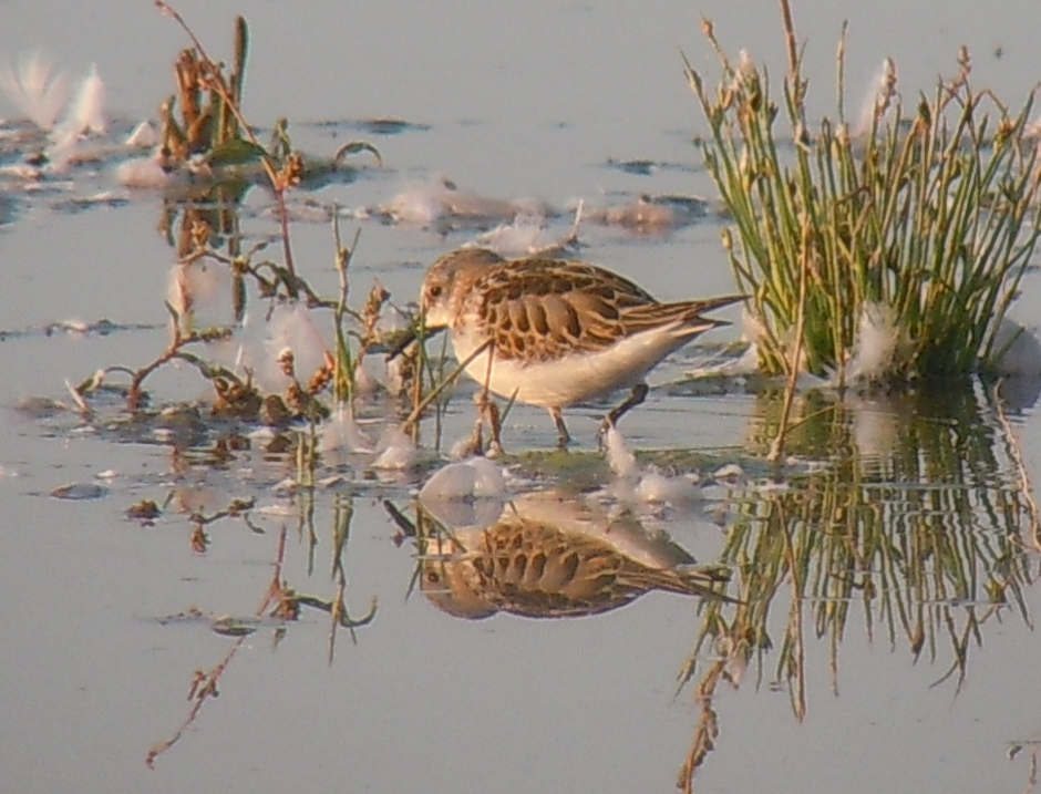 Little Stint