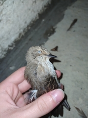 Muscicapa striata