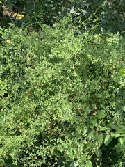 Maurandya antirrhiniflora