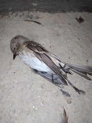 Muscicapa striata