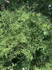 Maurandya antirrhiniflora