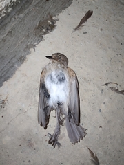 Muscicapa striata