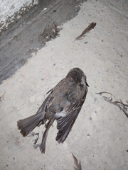 Muscicapa striata