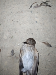 Muscicapa striata