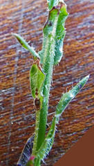 Wahlenbergia cuspidata