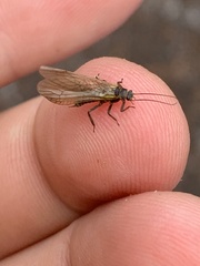 Peltoperlidae