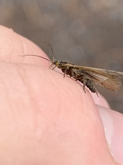 Peltoperlidae