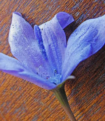 Wahlenbergia cuspidata