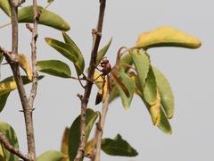 Belonogaster lateritia