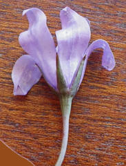 Wahlenbergia cuspidata