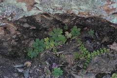 Pelargonium articulatum