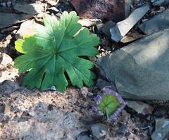 Pelargonium articulatum