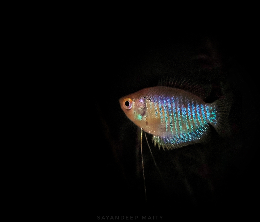 Banded Gourami from Gajpatia, West Bengal 721102, India on February 22 ...