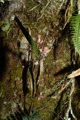 Scaphyglottis grandiflora