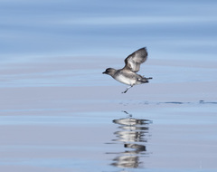 Cassin's Auklet photo 2