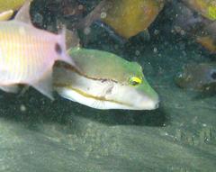 Canthigaster smithae
