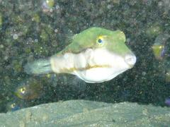 Canthigaster smithae