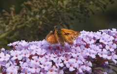 Ochlodes sylvanus
