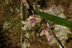 Scaphyglottis grandiflora