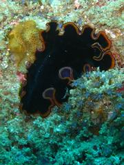 Pseudobiceros splendidus