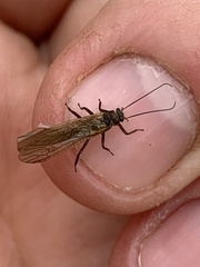 Peltoperlidae