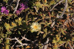 Mesembryanthemum nitidum