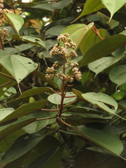 Miconia caudata