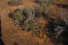 Mesembryanthemum nitidum