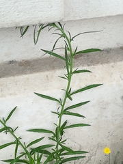 Magnoliopsida