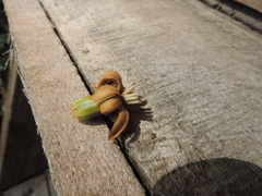 Anthocleista grandiflora