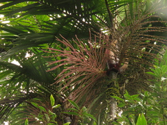 Prestoea acuminata