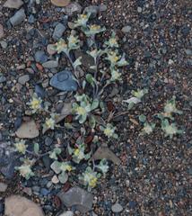 Helichrysum leontonyx