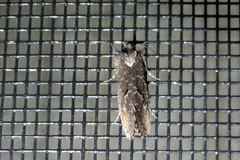 Acrolophus cockerelli