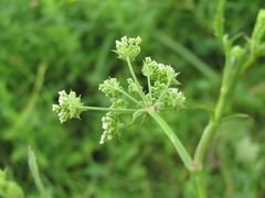 Sium sisaroideum