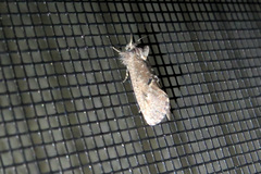 Acrolophus cockerelli