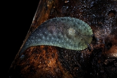 Pseudaneitea