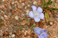 Wahlenbergia polyclada