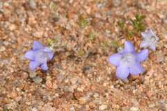Wahlenbergia polyclada