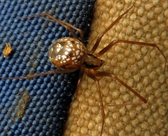 Floronia bucculenta
