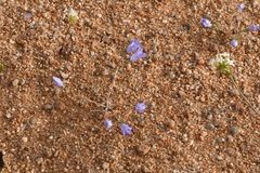 Wahlenbergia polyclada