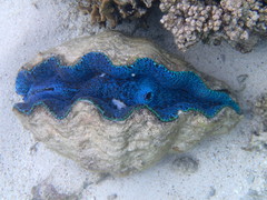Tridacna derasa