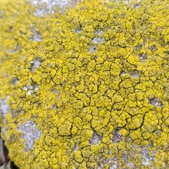 Flavoplaca citrina