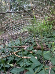Chiloglottis trapeziformis