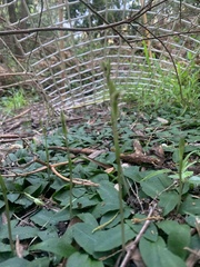 Chiloglottis trapeziformis