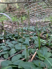 Chiloglottis trapeziformis